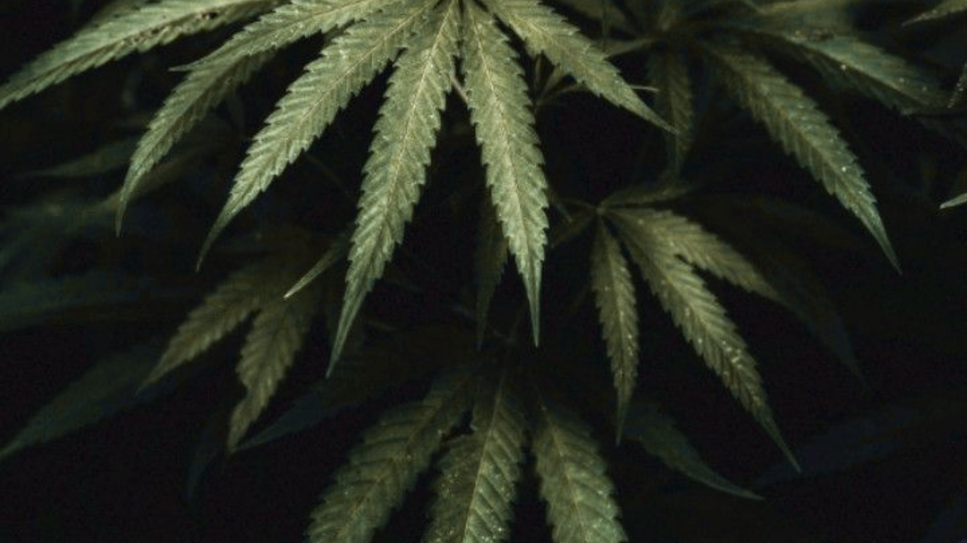 Cannabis plant leaves overhead